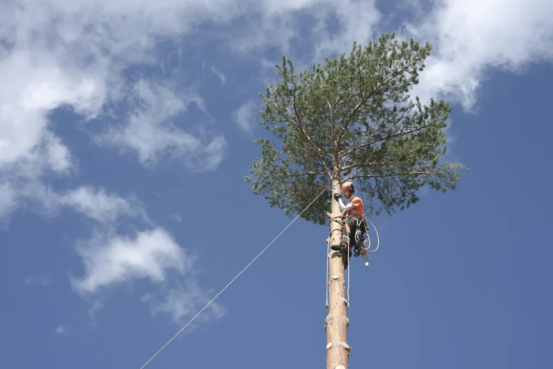 Boomverzorger topt een hoge boom vanuit het klimtuig