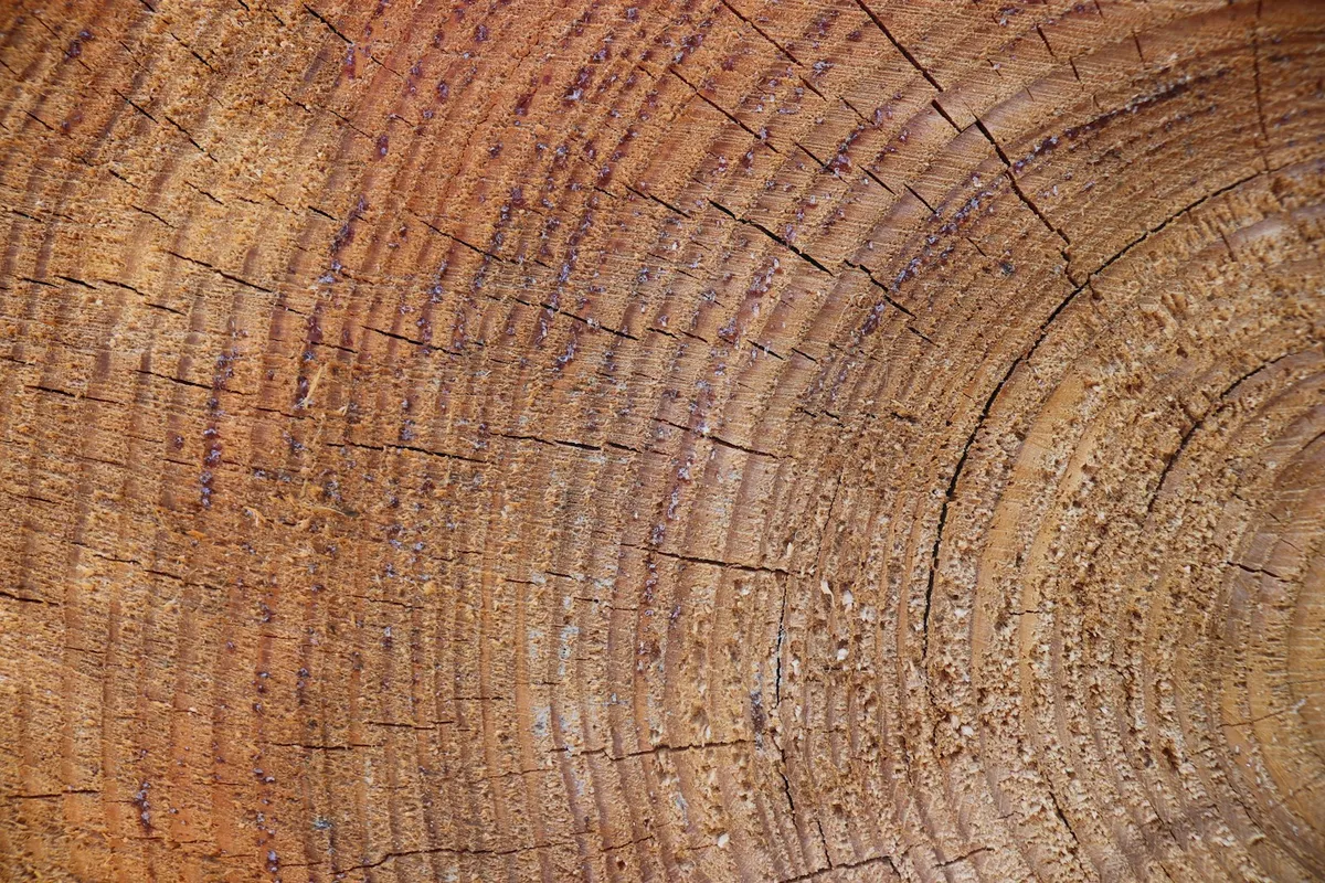 Jaarringen op het zaagvlak van een gekapte stam — hoe dikker de boom, hoe meer zaagwerk